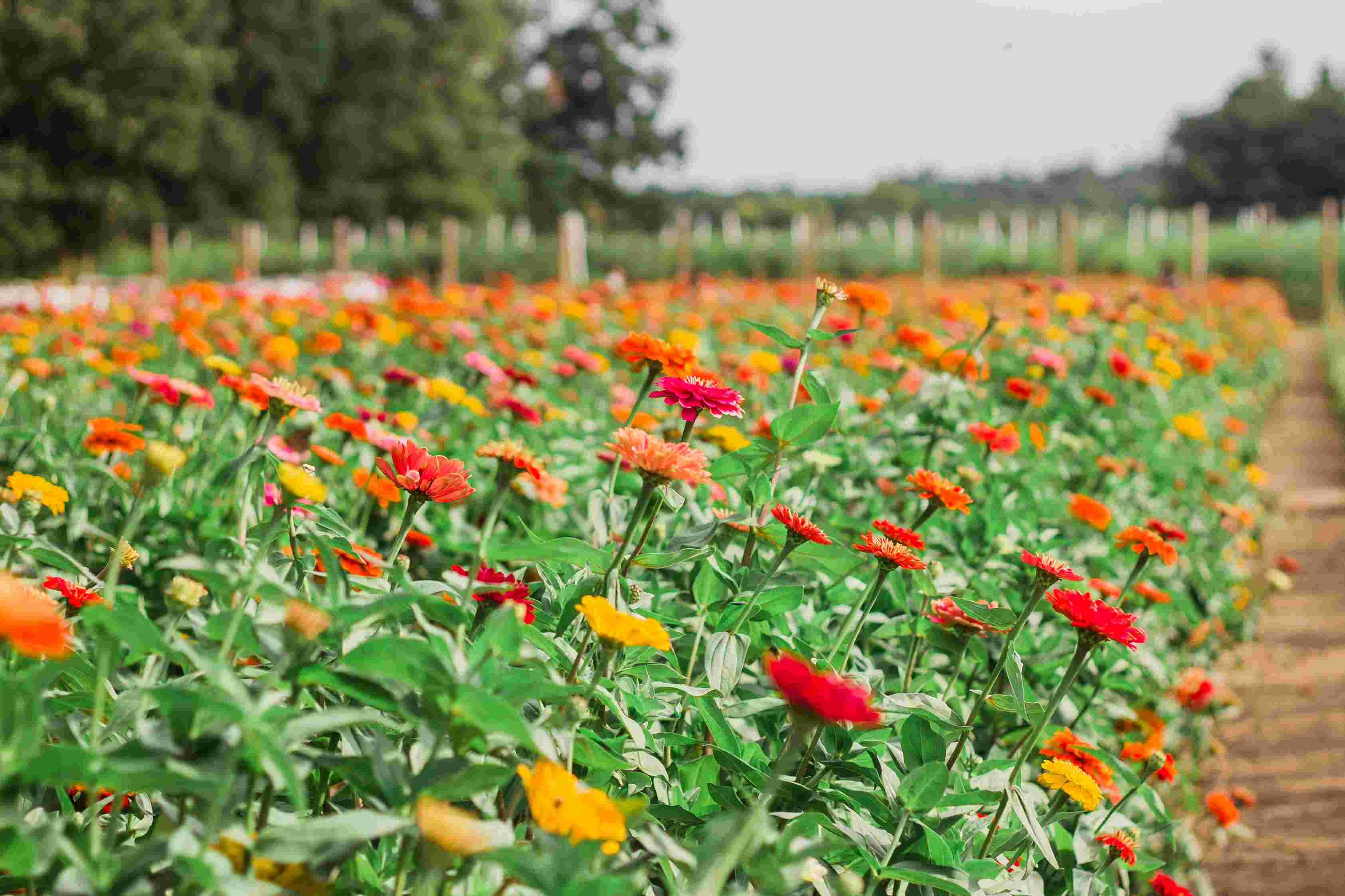 Gujarat Flower Farm, Roses & Gerbera, Ahmedabad, Gujarat